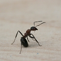 Macro fourmis chalet - 008